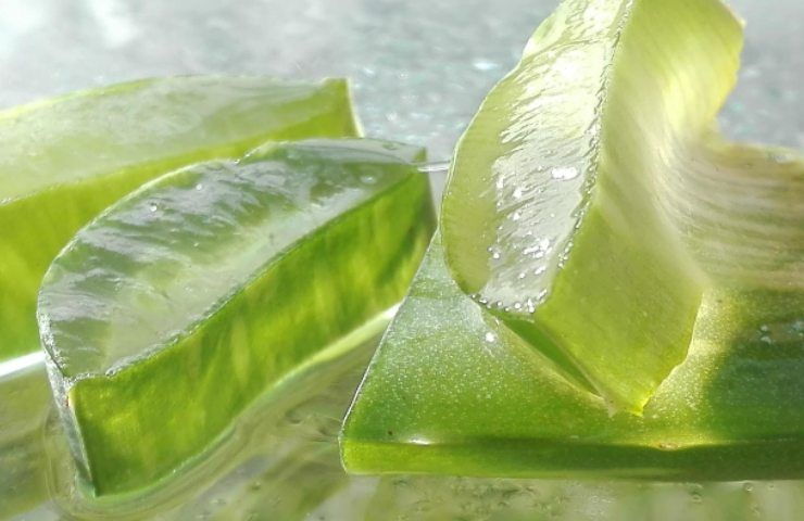 Aloe