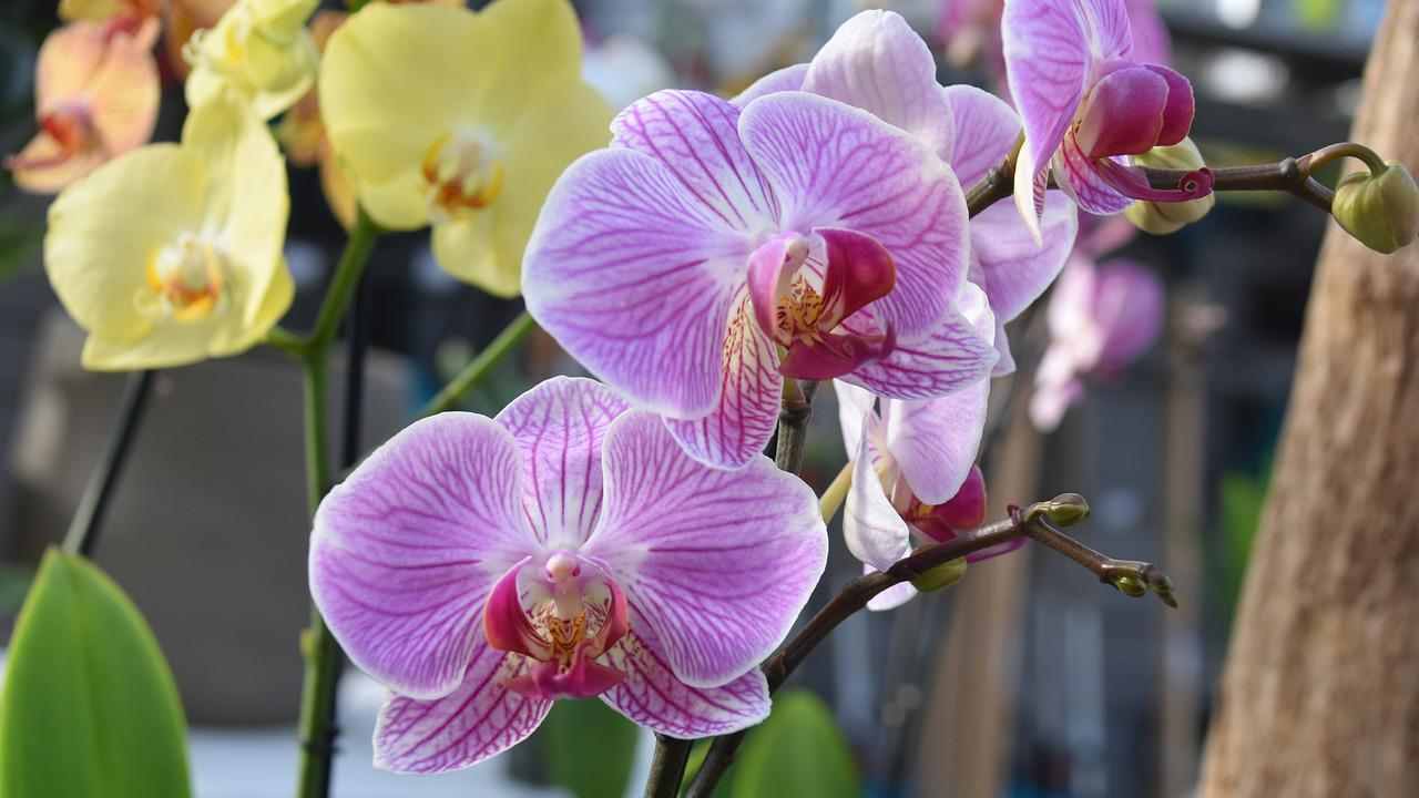 orchidee esterno