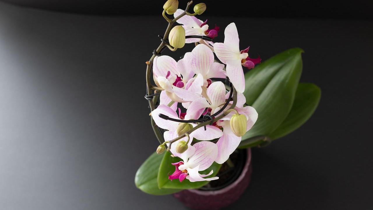 rinvasare orchidea regole