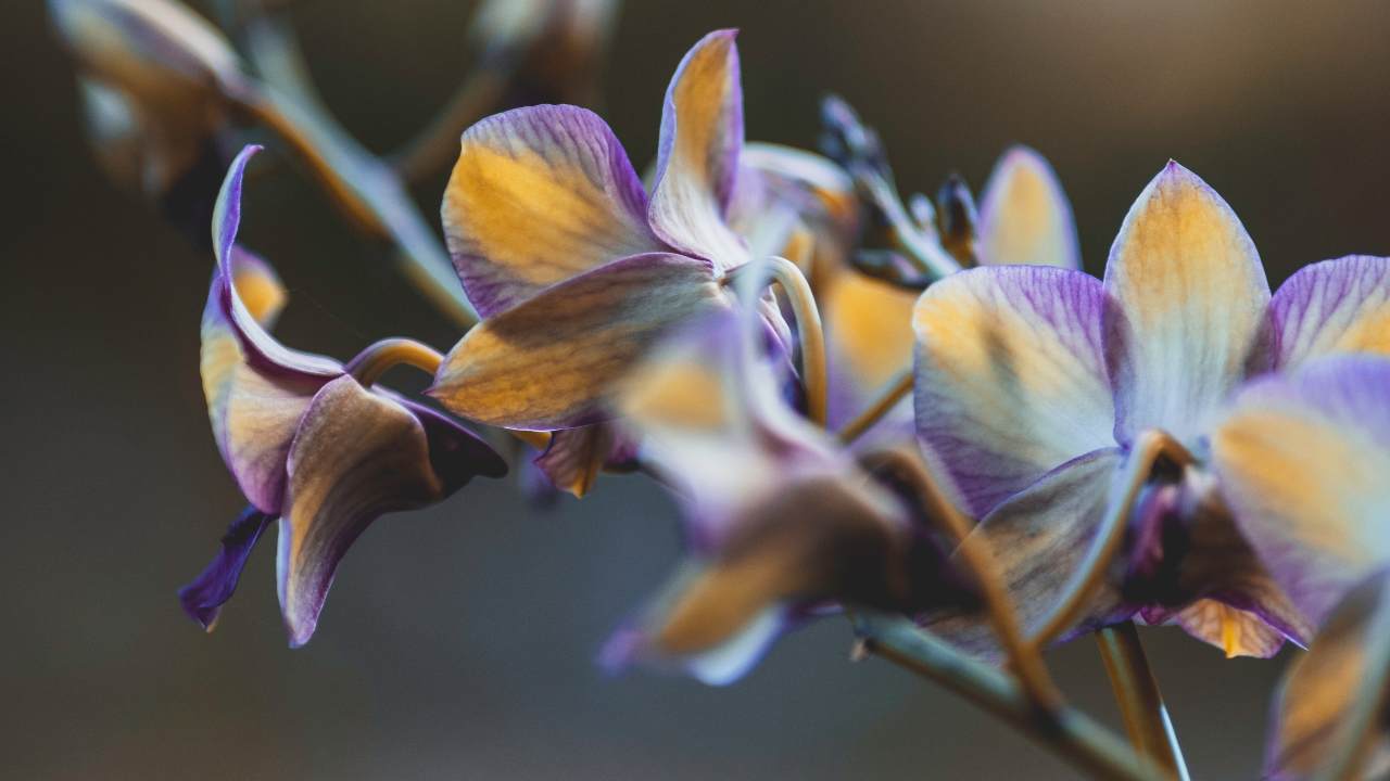tagliare fiori orchidea
