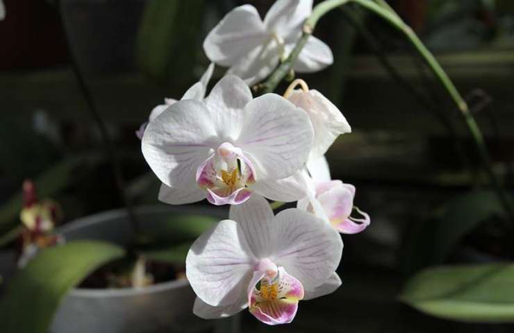 Orchidea