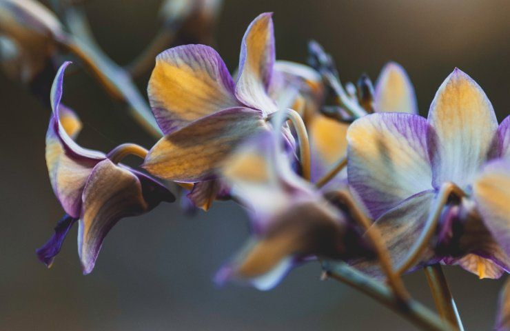 fiori orchidea 