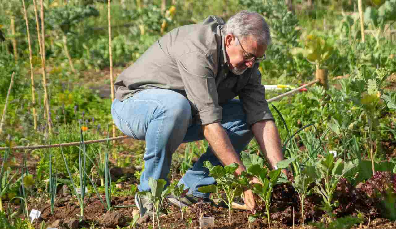 cosa piantare raccogliere orto giugno