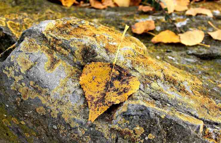 Foglie gialle