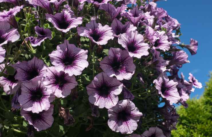 petunia viola 