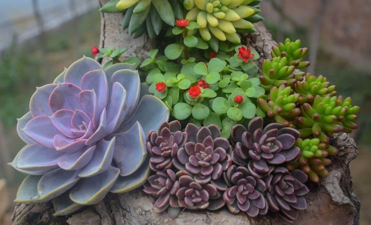 piante succulente
