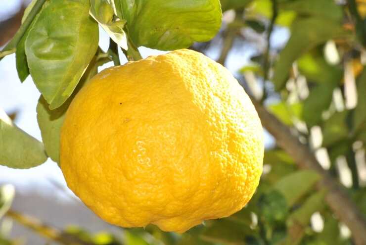 Limone