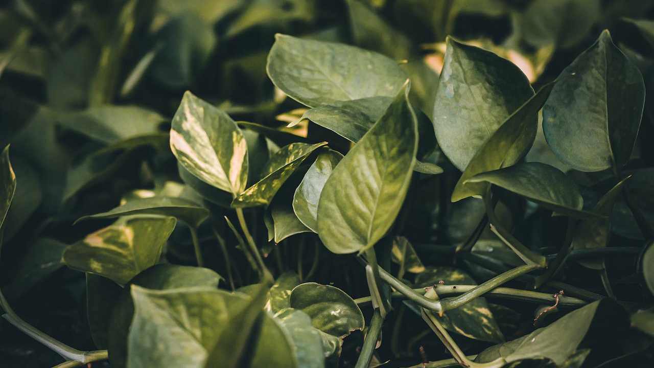 pothos foglia gialla