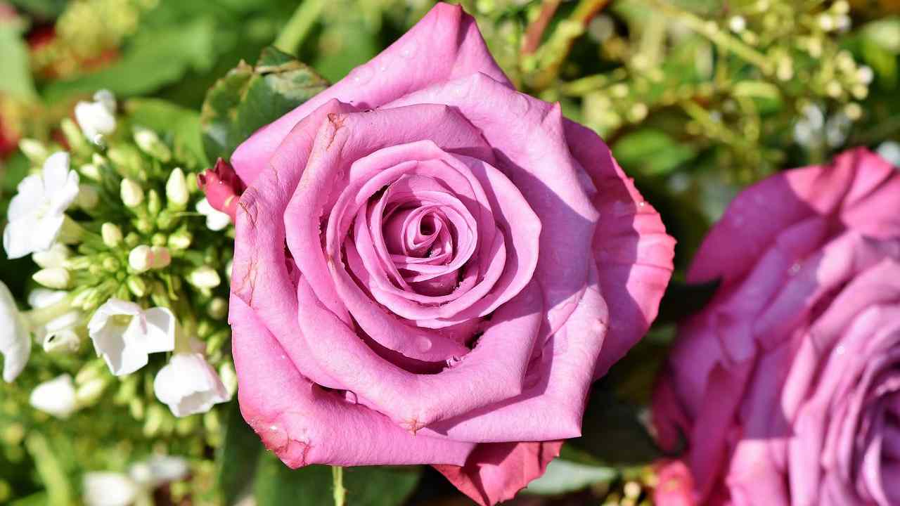 piante vicino rose