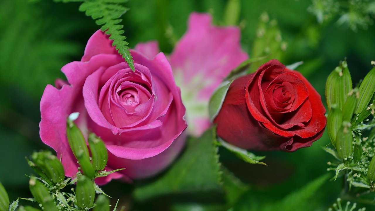 ravvivare rose maggio