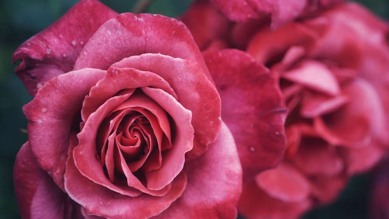 ottenere più rose