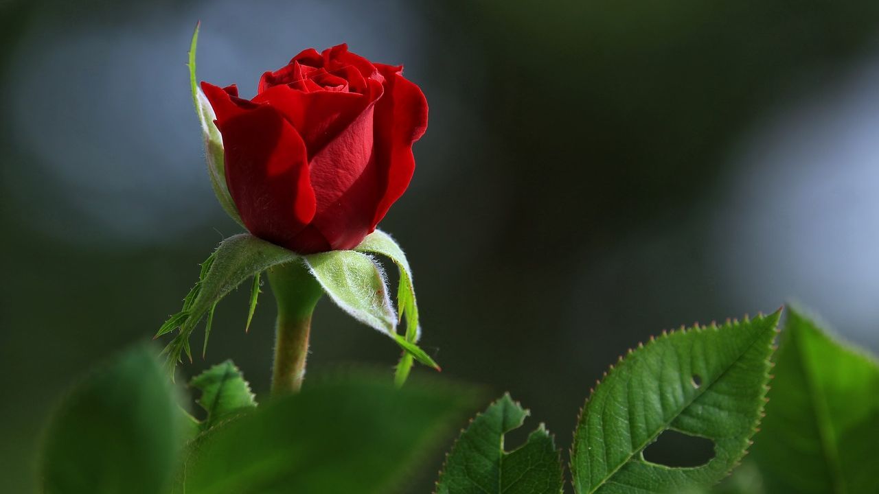 foglie rosse rose