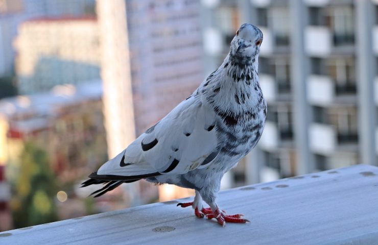 Piccione