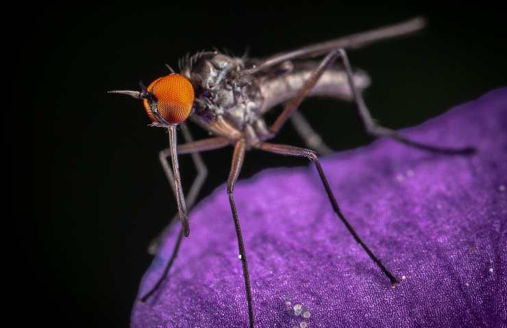 La zanzara punge in base al colore