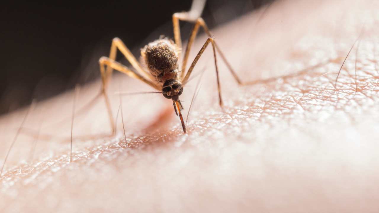 Cosa attira le zanzare
