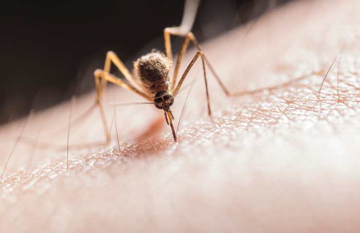 Cose che attraggono le zanzare