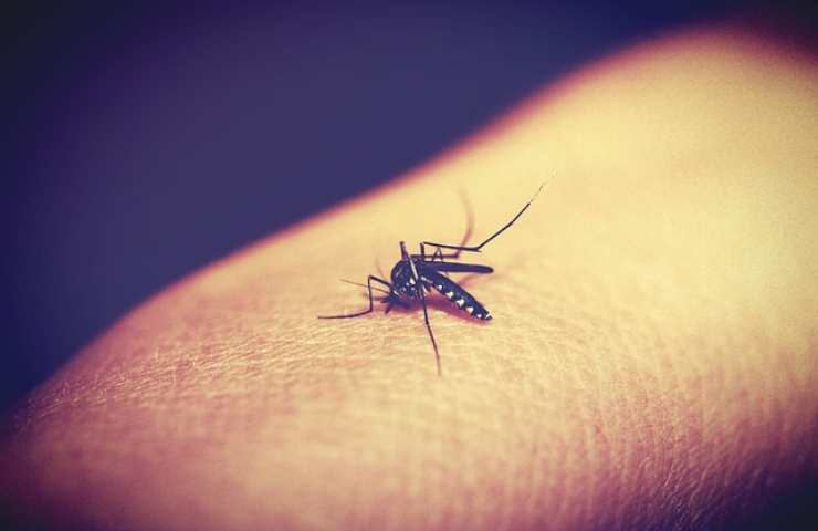 Zanzara punge chi è sudato