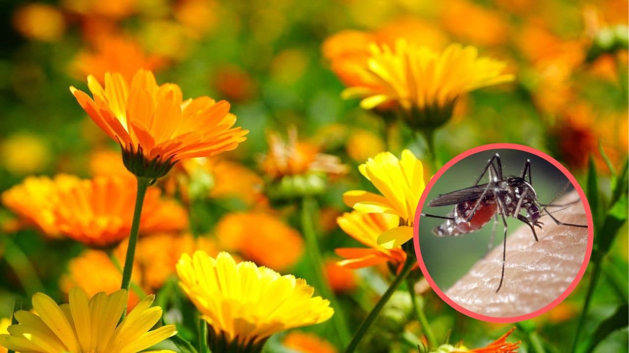 Calendula rimedio contro le zanzare (Foto Pixabay/Inran)