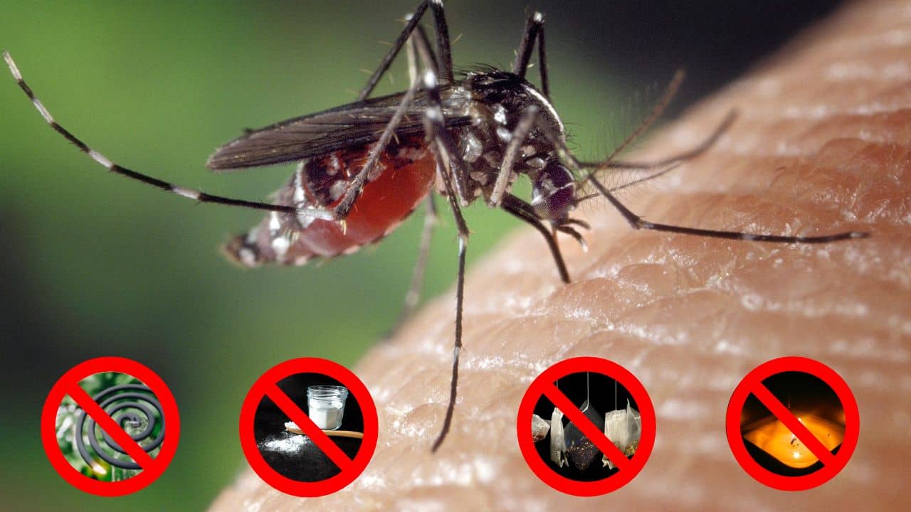 Come tenere lontano le zanzare (Foto Pixabay/Adobe/Inran)