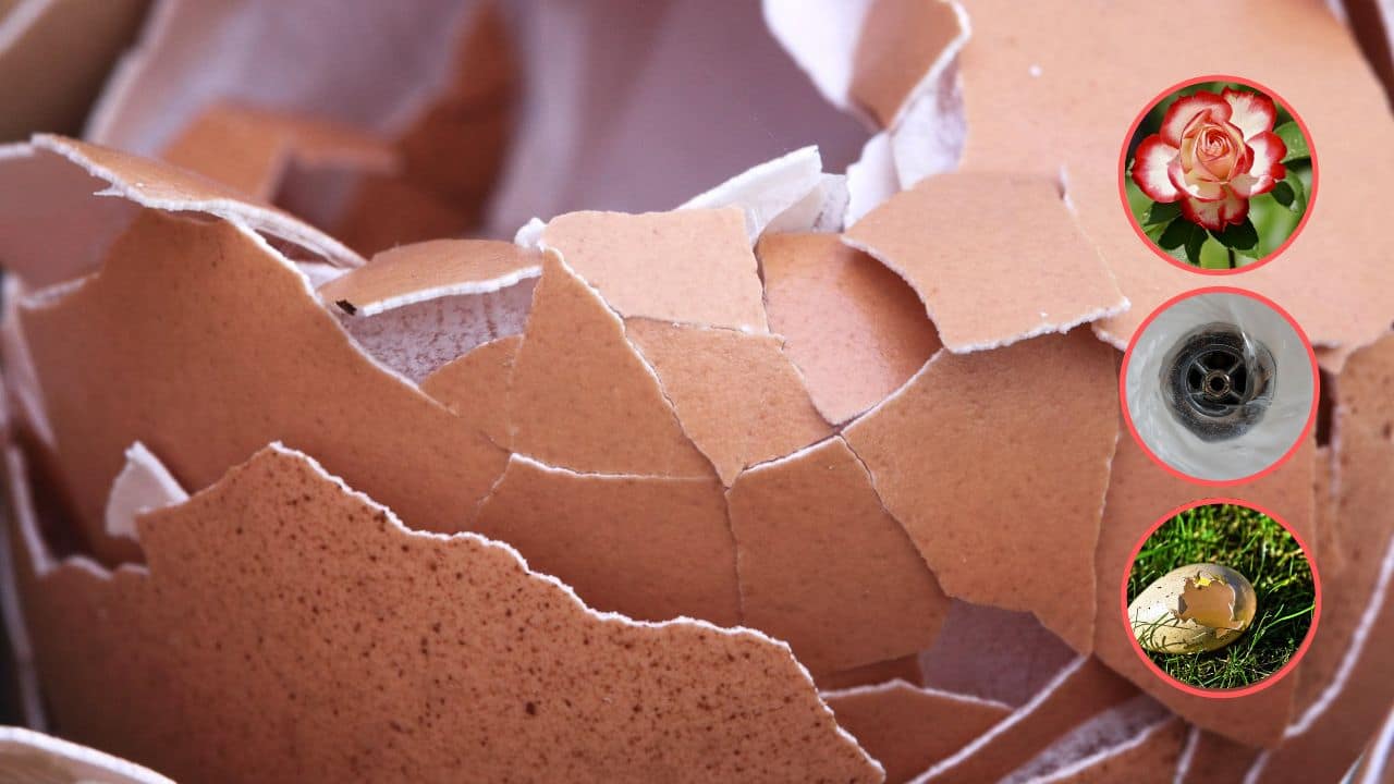Guscio uovo perché non buttarlo (Foto Pixabay/Inran)