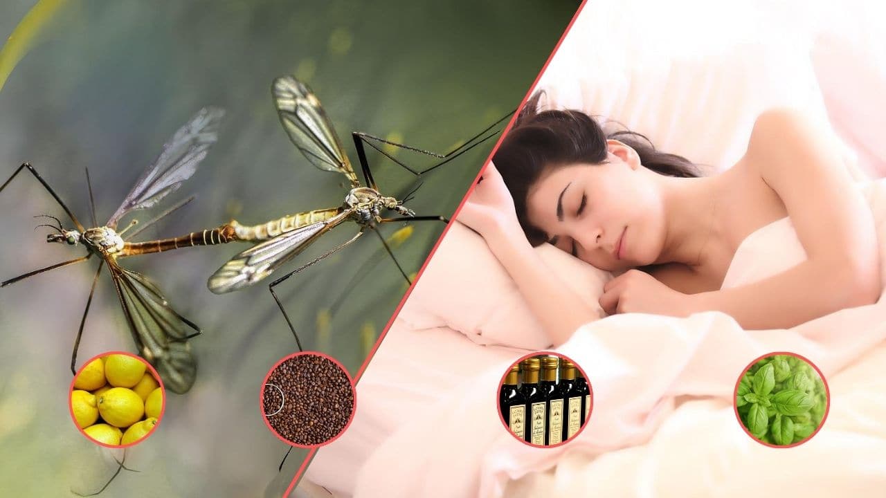 Rimedi contro il fastidio delle zanzare durante il sonno (Foto Pixabay/Inran)
