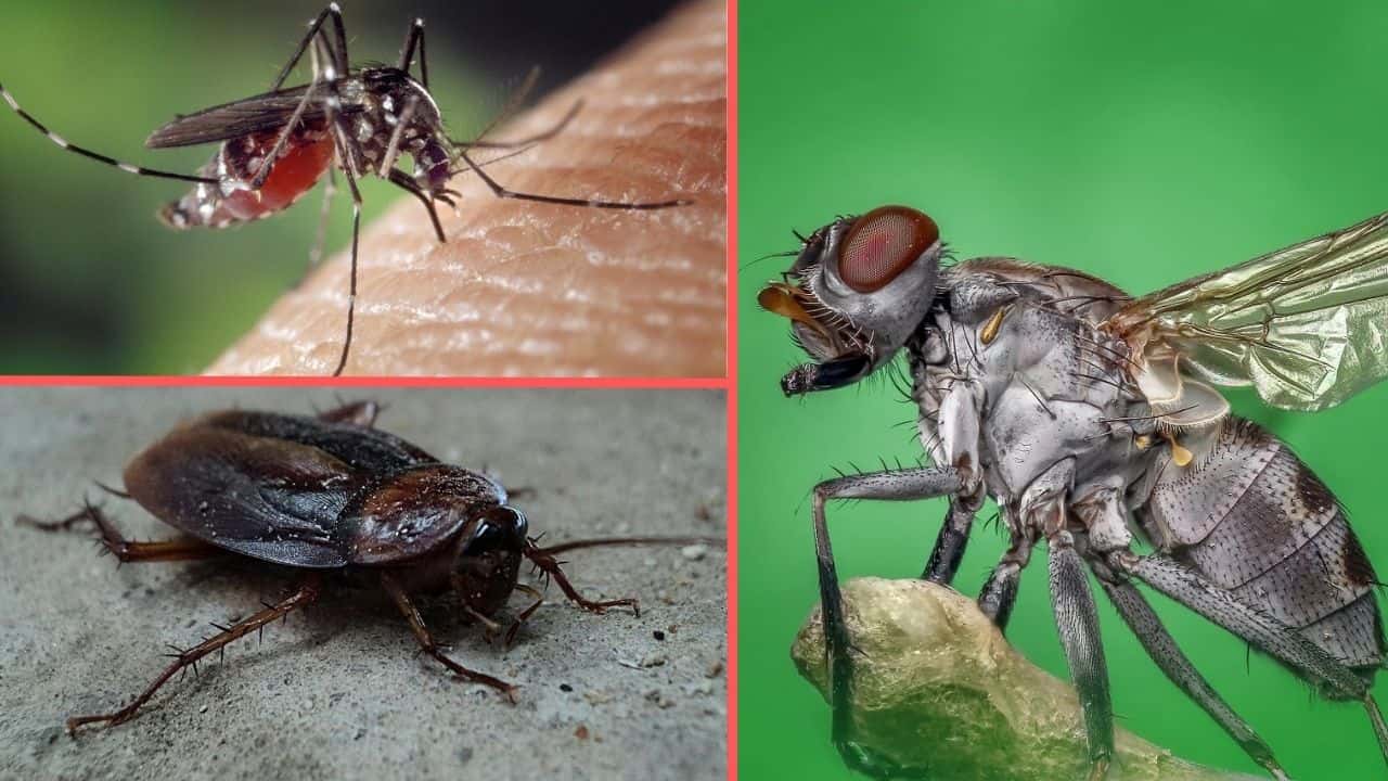 Zanzara scarafaggio mosca (Foto Pixabay/Inran)