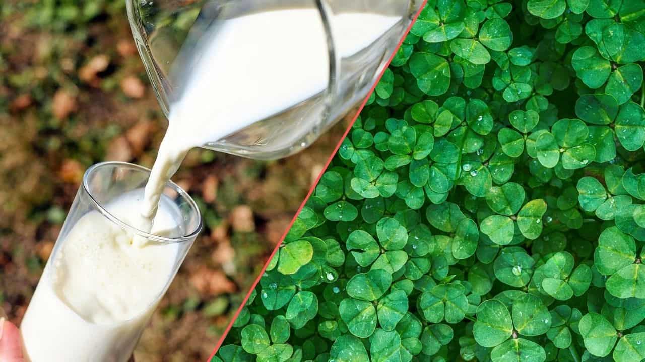 Perché dare il latte alle piante (Foto Pixabay/Inran)