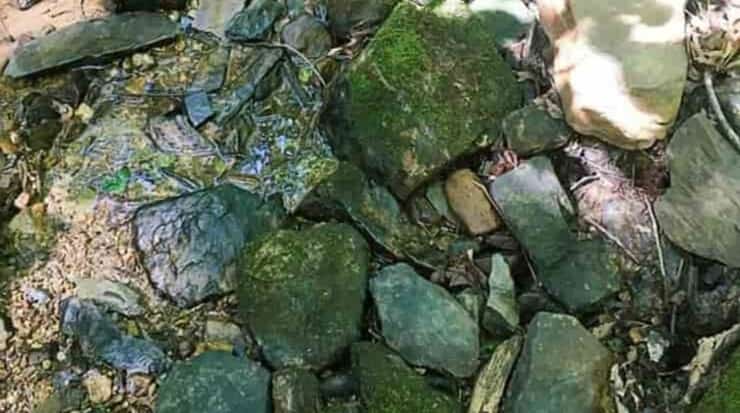 Trova l'intruso nascosto sulla riva del fiume tra i sassi nel tempo stabilito (Foto Reddit)