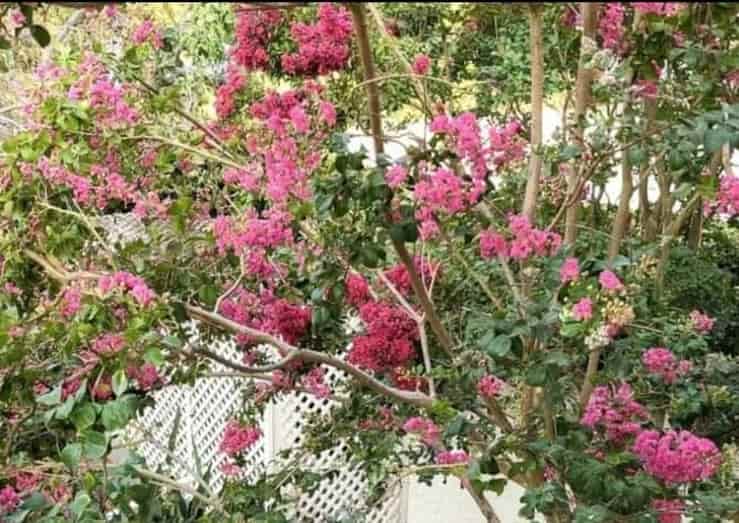 Trova l'intruso nel giardino: solo una mente sviluppata riuscirà a vederlo (Foto Reddit)