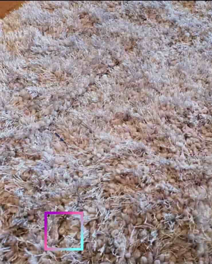Il test visivo dell'oggetto nascosto nel tappeto e voi riuscirete a vederlo? (Fonte Reddit)