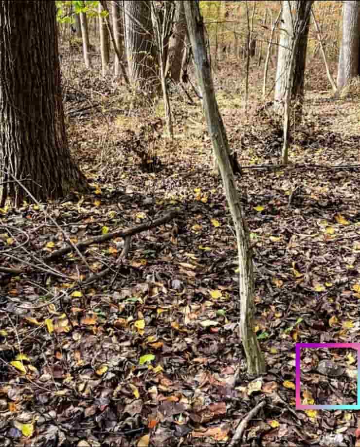 Test dell'animale nascosto nel bosco riuscirete a vederlo nel tempo stabilito (Foto Reddit)