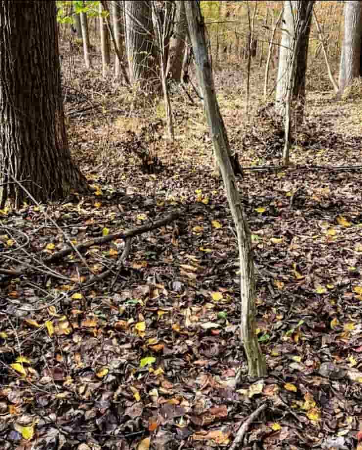 Test dell'animale nascosto nel bosco riuscirete a vederlo nel tempo stabilito