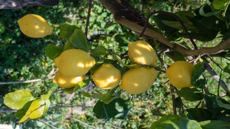 albero di limone
