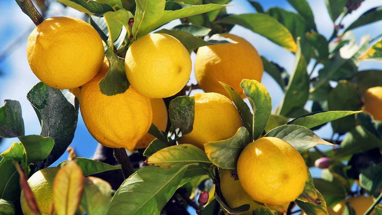 Limoni identificare parassiti