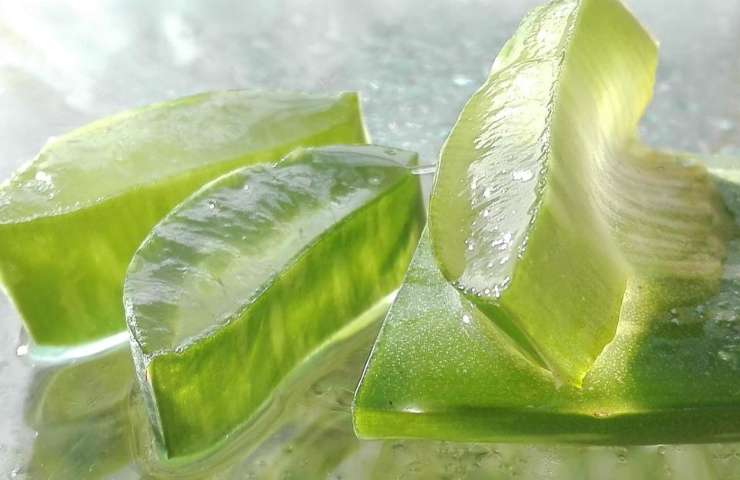 Alcune foglie di aloe intrise di gel