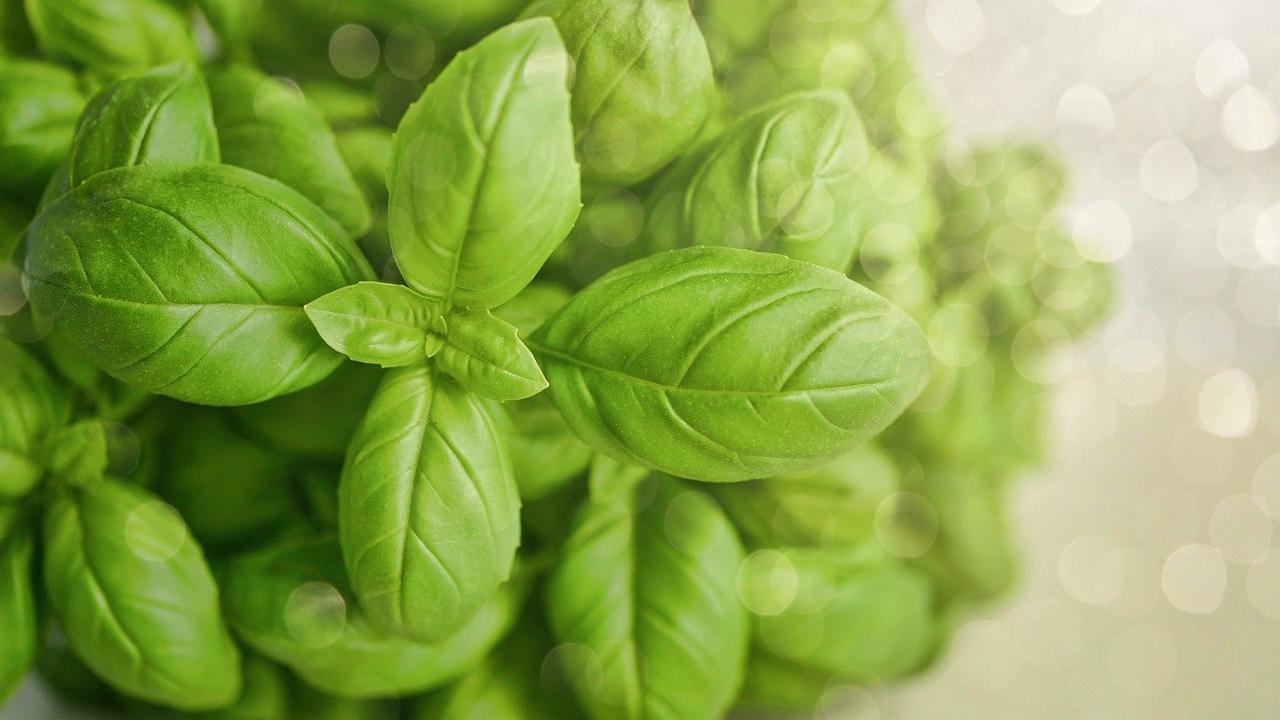 rimedi parassiti basilico