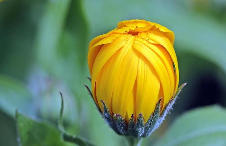 Calendula (Foto Pixabay)