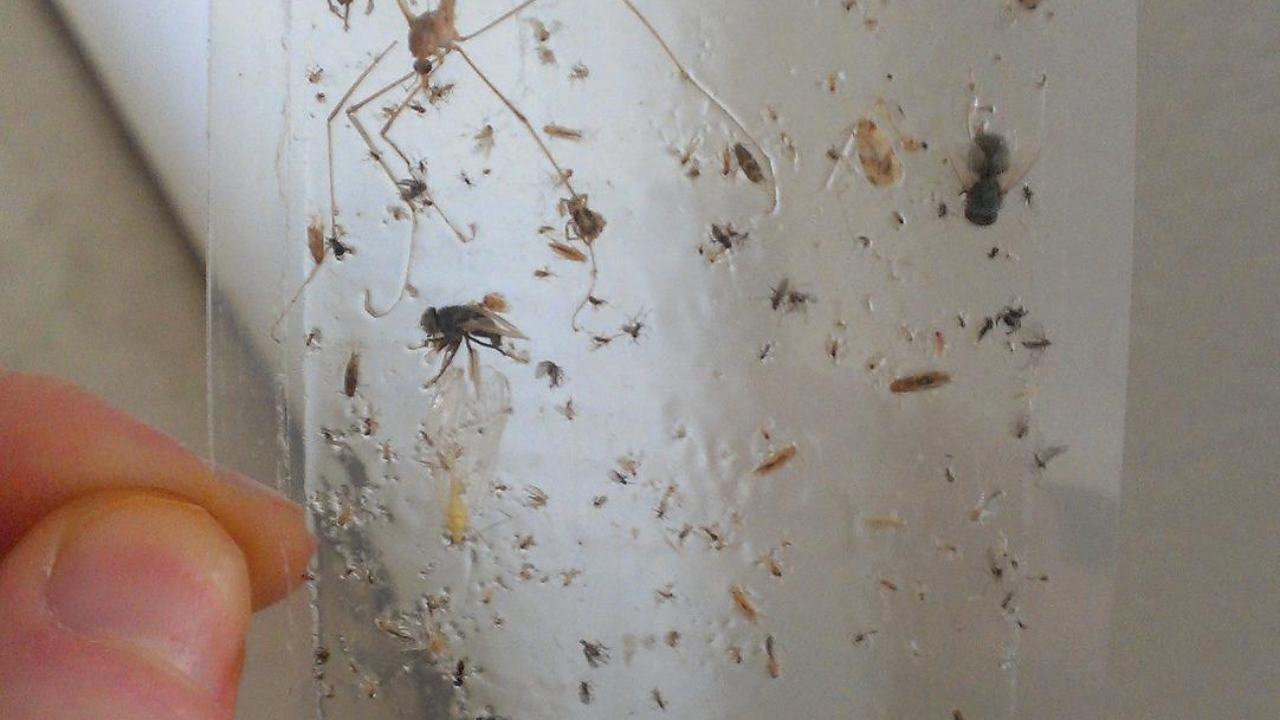 trappola mosche insetti