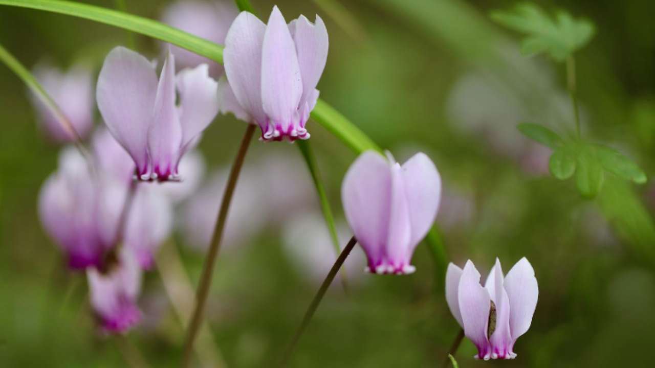 ciclamini sfioriti