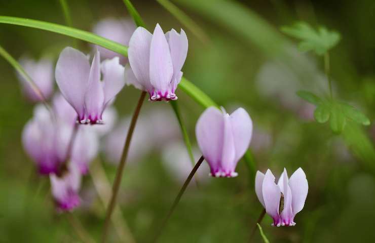 Ciclamini sfioriti