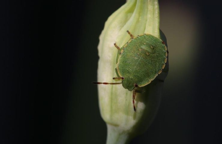 cimice su pianta