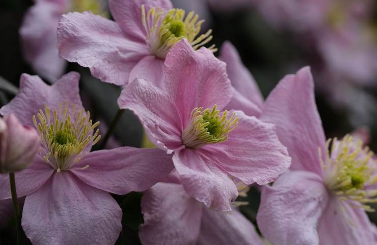 fiori ideali decorare balcone