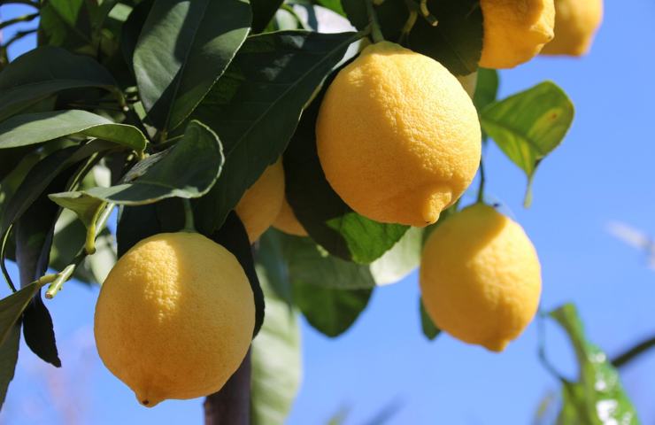 Dei limoni appesi ad una pianta