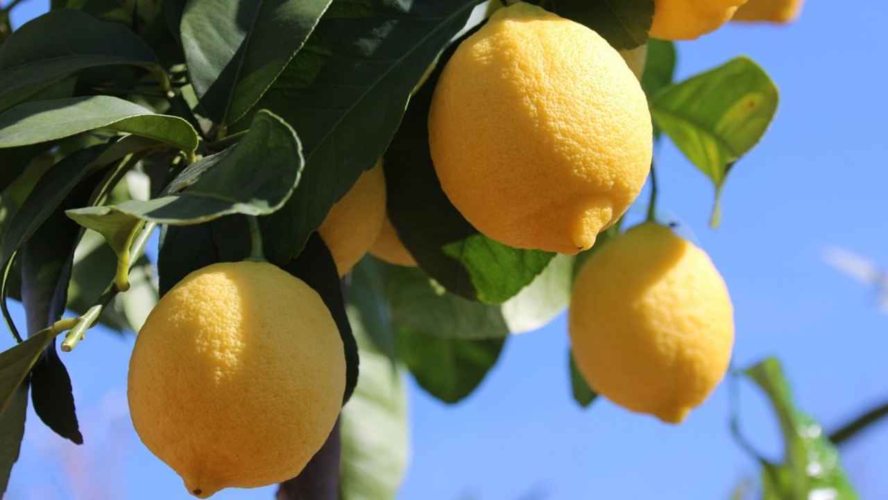 pianta di limoni sul balcone