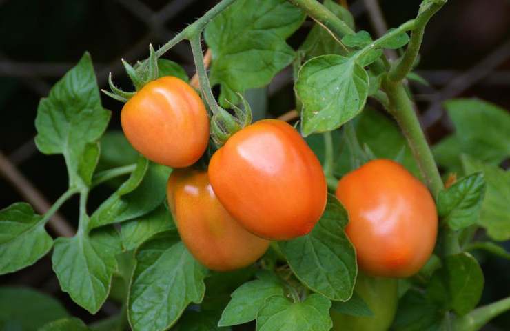 Dei pomodori sulla pianta