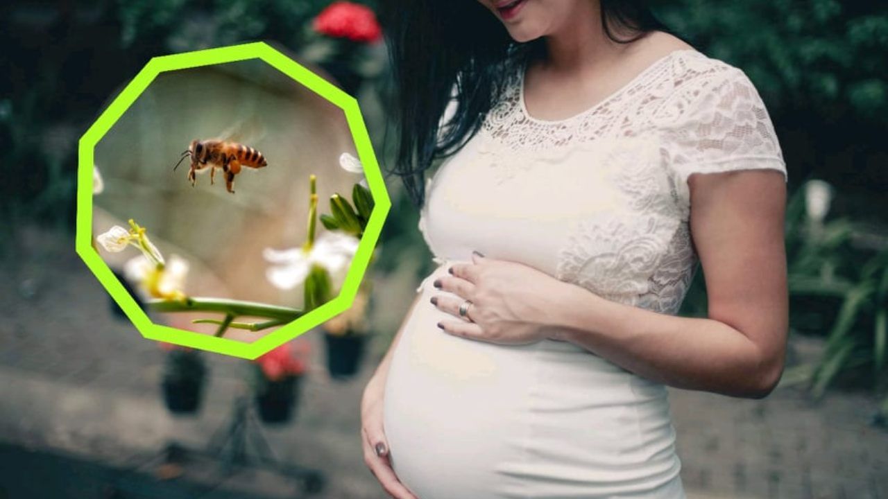gravidanza puntura ape vespa