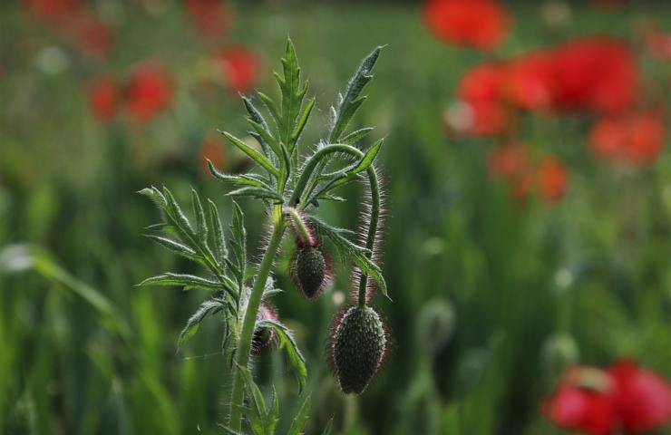 Erbacce in un campo di papaveri