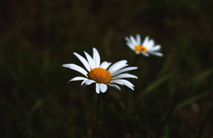 Fiori di camomilla