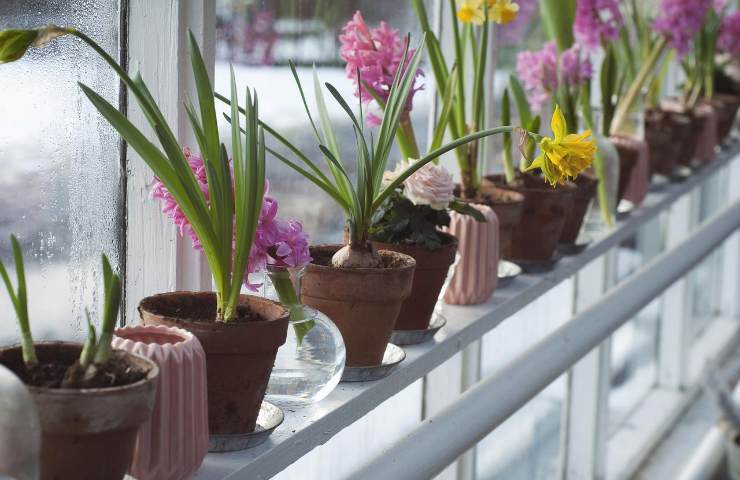 vaso idoneo varietà piante