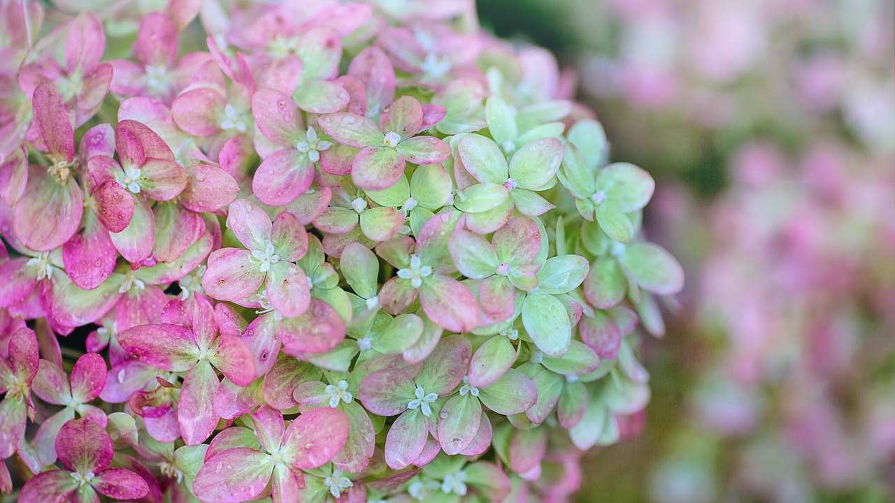fiori verdi ortensia